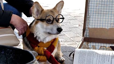 В Челябинске прошла корги-вечеринка в стиле «Гарри Поттера»