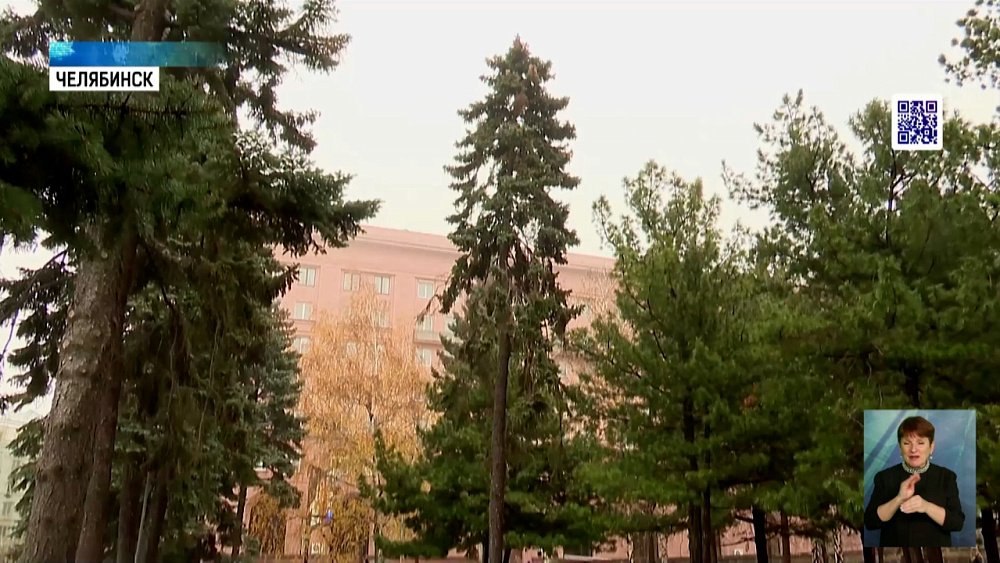 В сквере на площади Революции заменят ели