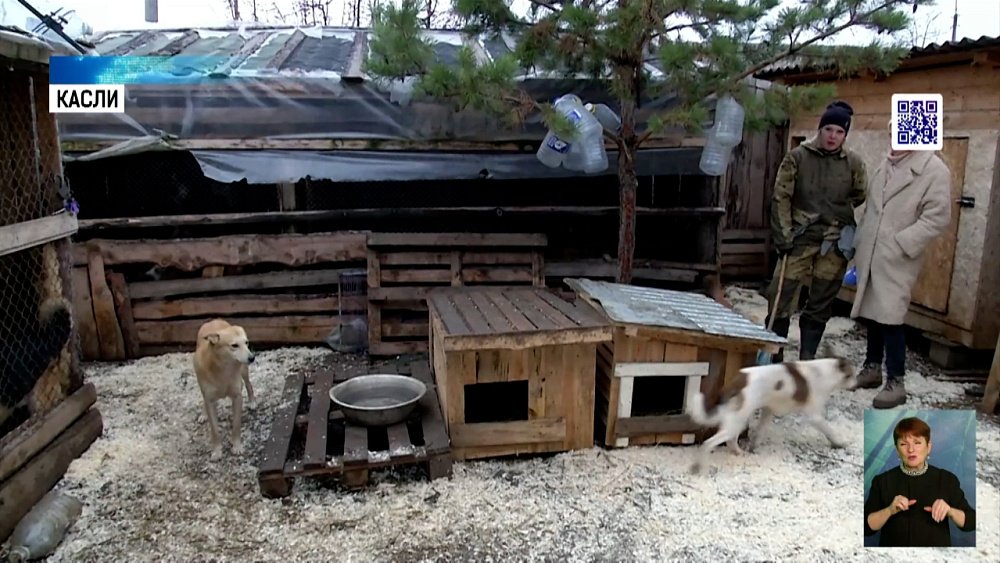Приюту для собак нужна помощь южноуральцев