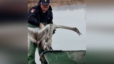В Чесменском районе спасли примерзшего ко льду лебедя