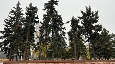 На площади Революции в Челябинске заменят восемь голубых елей