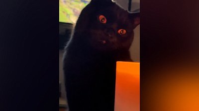 Мех и смех: преступление, заплыв и пламя