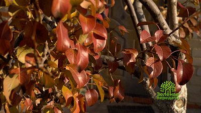 Зеленая передача 03.11.2022