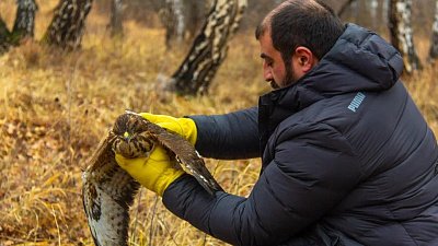 В челябинский бор после реабилитации выпустили ястреба