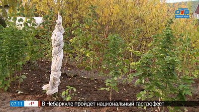 Если малина к зимовке готова, то ждите отменных урожаев! в рубрике «Руки садовода» Если малина к зимовке готова, то ждите отменных урожаев! в рубрике «Руки садовода»