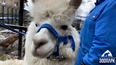 В Челябинском зоопарке альпака погуляла под снегом