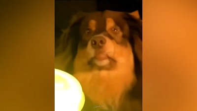 Мех и смех: шокированный пес, удобный еж и взломщик