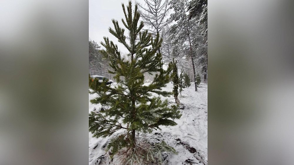 На улице Худякова в Челябинске высадили первые 77 сосен взамен снесенных