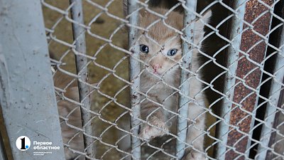 В Челябинске на отлов бездомных животных выделили 7 млн рублей
