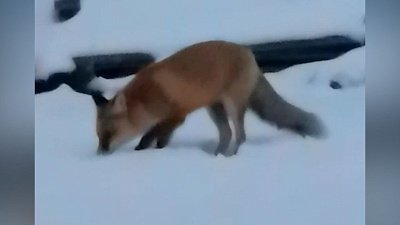 Лисица вышла к людям в Чебаркульском районе