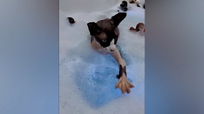 Мех и смех: охотник, голодный кот и спа-процедуры