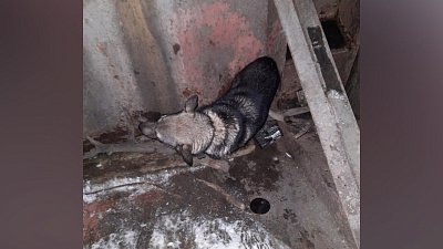 В Миассе собака застряла на плотине возле Краеведческого музея