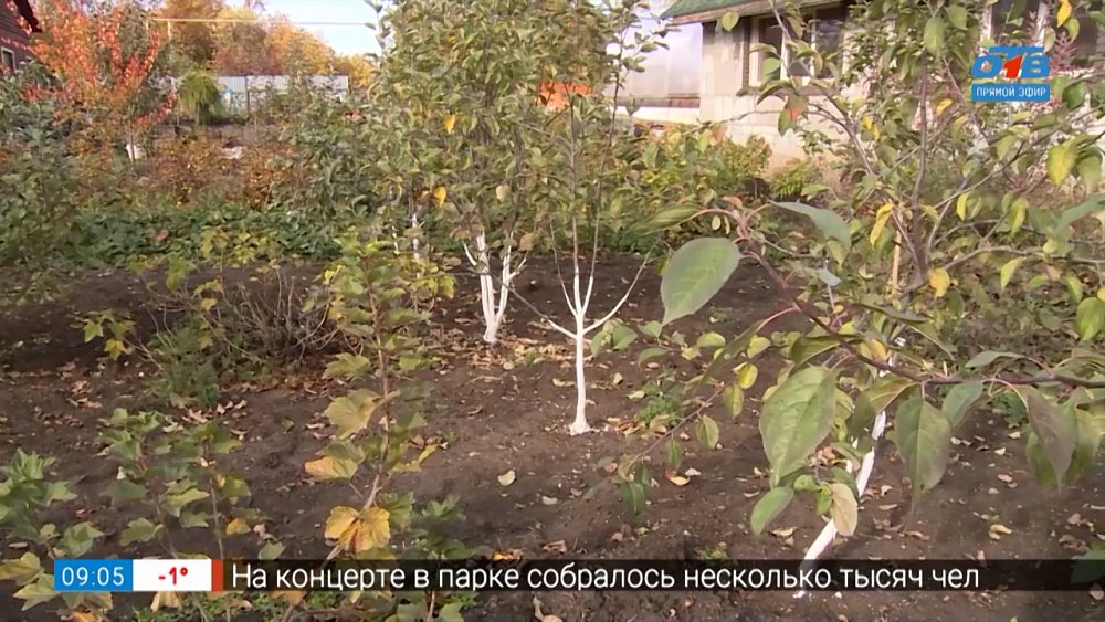 Рецепт правильной побелки в рубрике «Руки садовода»