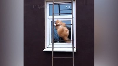 Мех и смех: взлет, крепкий сон и странная лестница