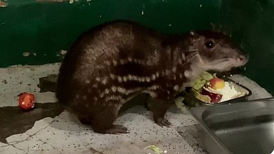 В Челябинском зоопарке показали обед паки