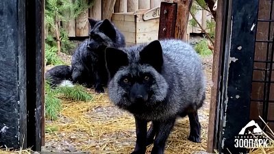 В зоопарке опушились лисы