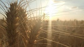 В Челябинской области на 30% выросли продажи зерна В Челябинской области на 30% выросли продажи зерна