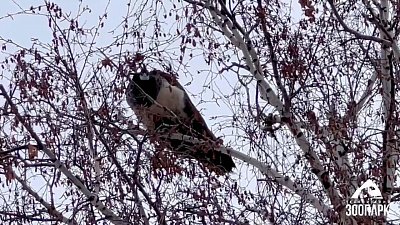 В Челябинском зоопарке пава Императрица бастует на березе