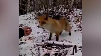 В Златоусте лиса-сладкоежка вышла к людям
