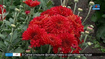 Хризантемы — королевы осеннего сада в рубрике «Руки садовода»