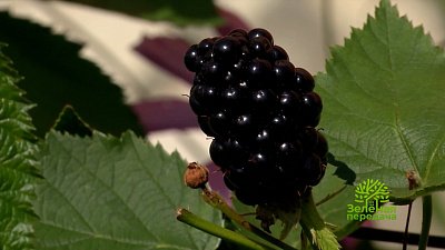 Зеленая передача 10.11.2022