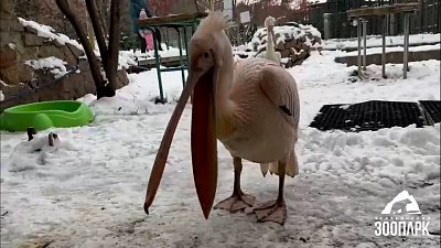 В Челябинском зоопарке пытались снять пеликанов на видео