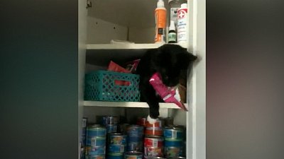 Мех и смех: целеустремленность, страшный кот и неприятное пробуждение