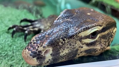 Варан из Челябинского зоопарка разучился прятаться