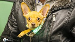 Поезд «Орлан» отправился в первый рейс Челябинск — Екатеринбург