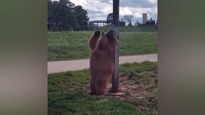 Мех и смех: танец медведя, раздача еды и страшное нападение