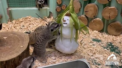 В Челябинском зоопарке слепили снеговика для сурикатов