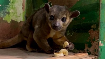 В Челябинском зоопарке показали обедающую кинкажу Ликки