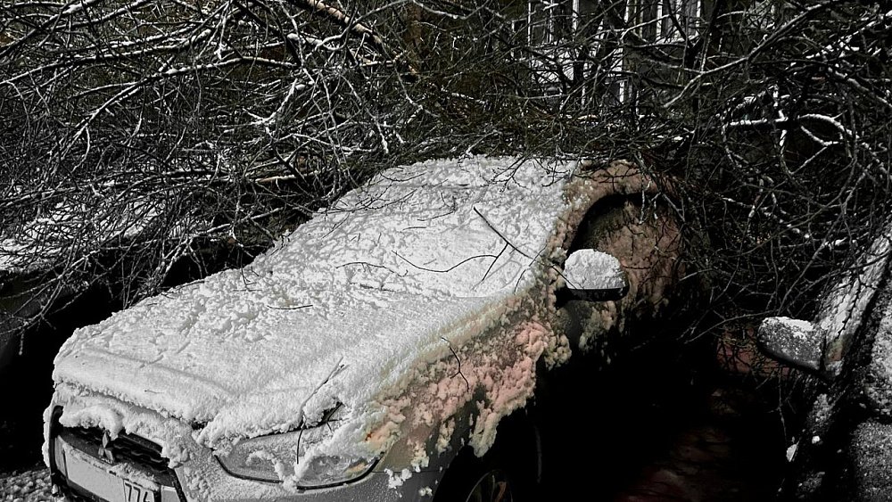 В Челябинске дерево упало на четыре припаркованных автомобиля