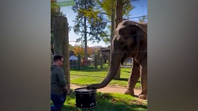 Мех и смех: скрип, уроки игры на барабане и отличный звонарь