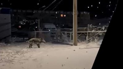 В Миассе кабан бегает по городу