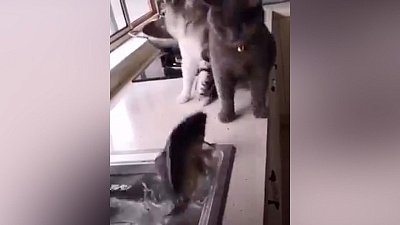 Мех и смех: страшная рыба, громкий попугай и внезапный укус