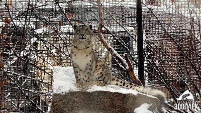 В Челябинском зоопарке поиграли в гляделки со снежным барсом