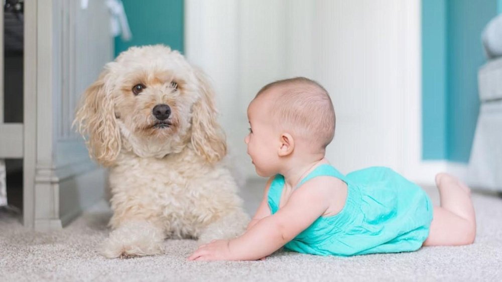 Защиту детей от инфекций обеспечивают домашние животные