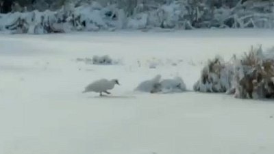 На озере Тургояк заметили белую дикую утку с поврежденным крылом