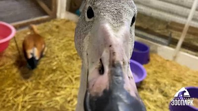 В Челябинском зоопарке лебедям дали соломенных кукол