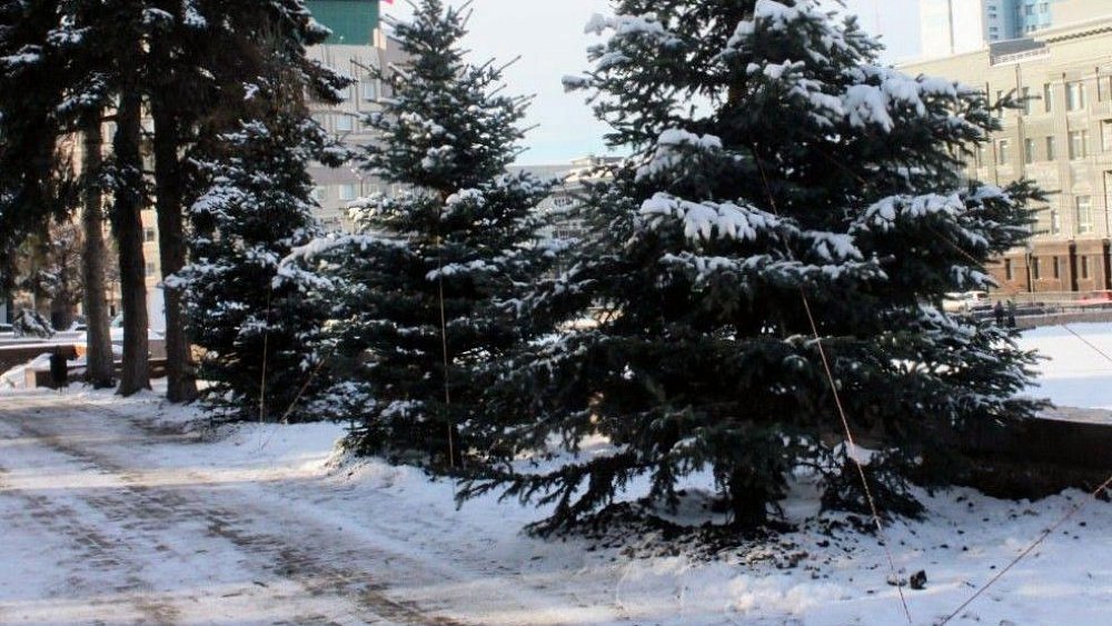 В Челябинске в сквере на площади Революции высадили новые пятиметровые ели