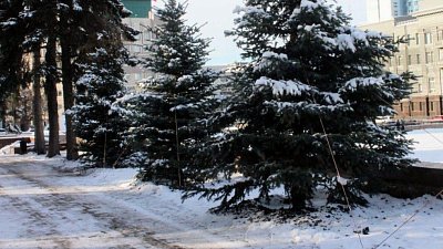 В Челябинске в сквере на площади Революции высадили новые пятиметровые ели