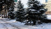 В Челябинске в сквере на площади Революции высадили новые пятиметровые ели