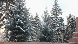 В Челябинске в сквере на площади Революции высадили новые пятиметровые ели