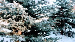 В Челябинске в сквере на площади Революции высадили новые пятиметровые ели