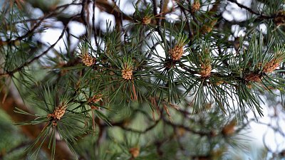 В Челябинской области в преддверии Нового года усилили защиту елей