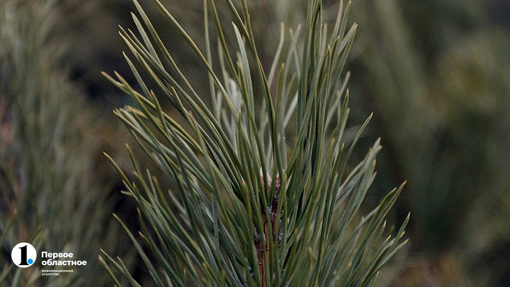 Перед Новым годом в Челябинской области усилили защиту елей