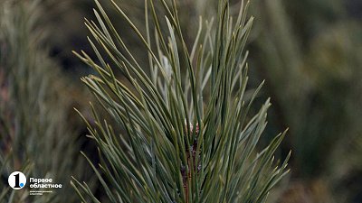 Перед Новым годом в Челябинской области усилили защиту елей