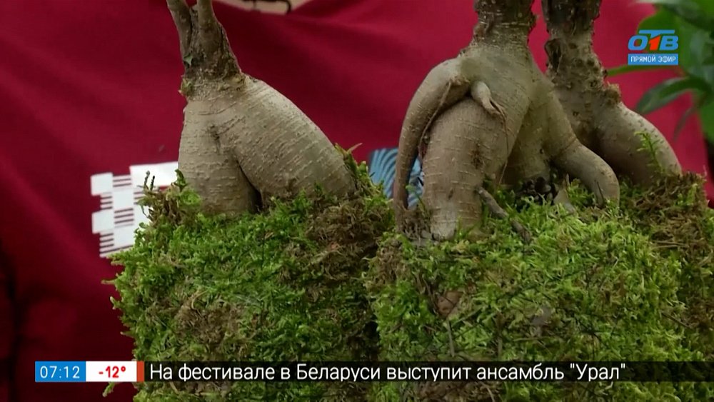 Необычный способ выращивания комнатных цветов — кокедама в рубрике «Руки садовода»