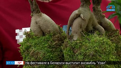 Необычный способ выращивания комнатных цветов — кокедама в рубрике «Руки садовода»